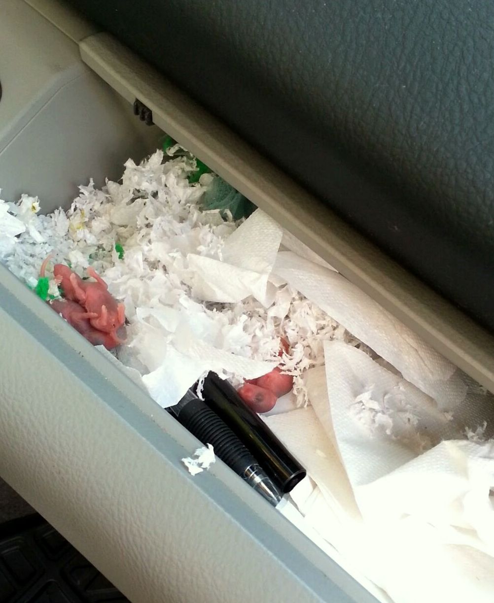 Rodentia in my upper glove box. Eucalyptus oil, peppermint oil and spearmint oil are supposed to deter these critters.